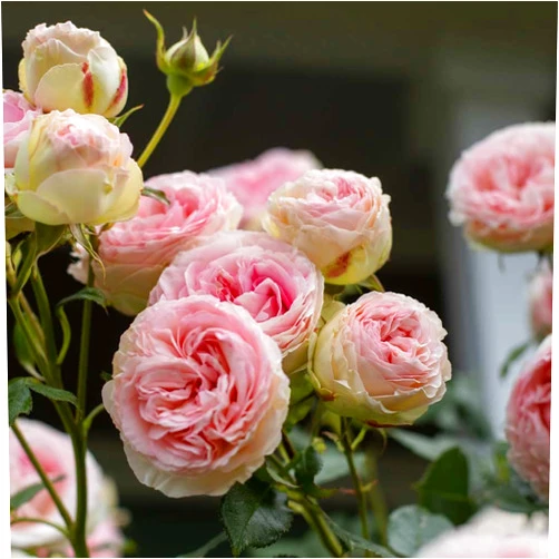Heirloom Roses Eden Climber® Rose Plant - Climbing Pink Rose Bush, Own Root Rose Plants for Planting Outdoors