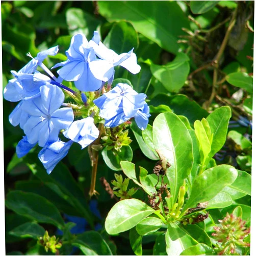 CHUXAY GARDEN Plumbago Auriculata Seed,Cape Leadwort,Cape Plumbago, Leaderwort 10 Seeds Lovely Blue Flowering Plant Grows in Garden and Pots Easy Care
