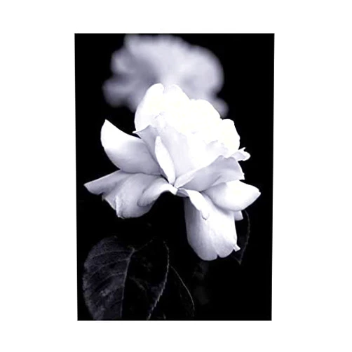 Wee Blue Coo The Art Stop PHOTO NATURE BLACK WHITE ROSE PETAL FLOWER PRINT F12X4204