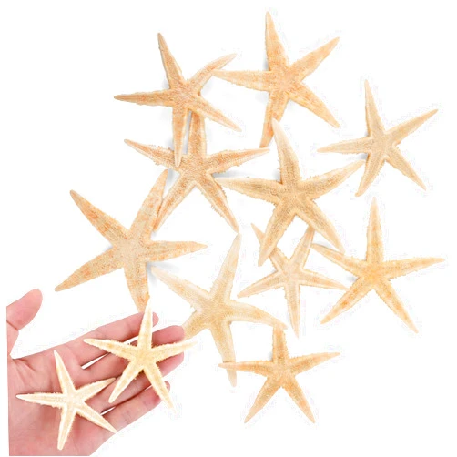 PPCLION Small Starfish Star Sea Shell Beach Craft ((2.5