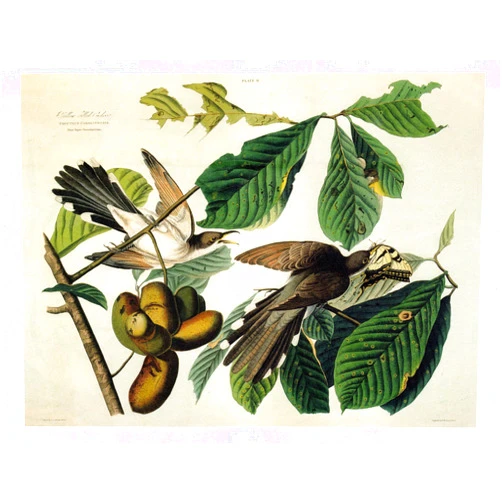 Olde Time Mercantile Audubon Yellow Billed Cuckoo Bird Art Print - 7 in x 10 in Unmatted