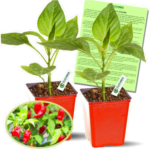 Clovers Garden Ghost Bhut Jolokia Pepper Plants - Two (2) Live Plants – Non-GMO - Not Seeds - Each 4