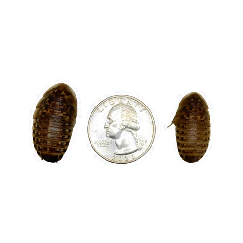 All About Feeders Dubia Roaches 500 Large - All About Feeders