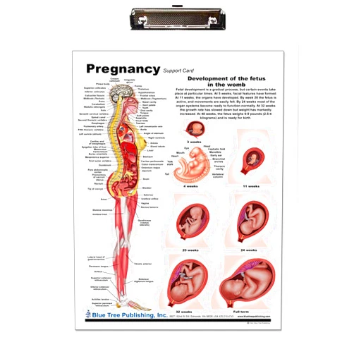 Blue Tree Publishing Pregnancy Dry Erase Clipboard,Pregnancy and Birth Anatomy - Anatomical Chart of Pregnant Female - 9