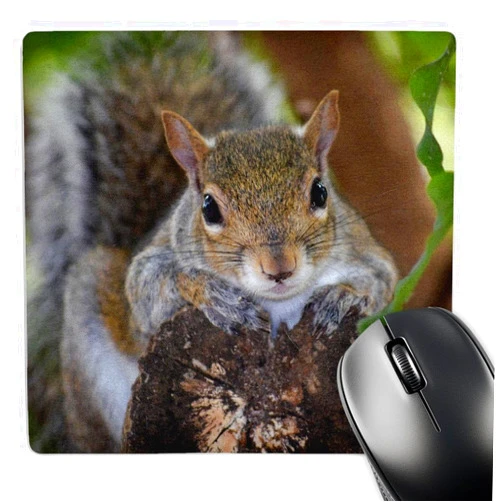 3dRose LLC 8 x 8 x 0.25 Inches Mouse Pad, Squirrel Animal on Log Hanging Out (mp_178591_1)