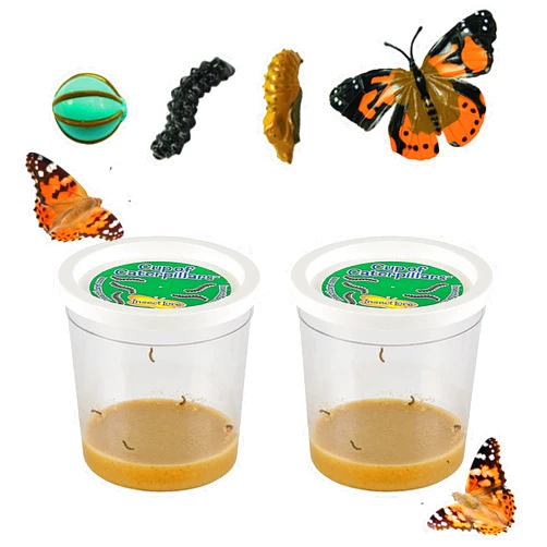 Insect Lore Two Cups of Live Caterpillars with Butterfly Life Cycle Figurines | Butterfly Habitat or Kit Refill | Painted Lady Butterflies