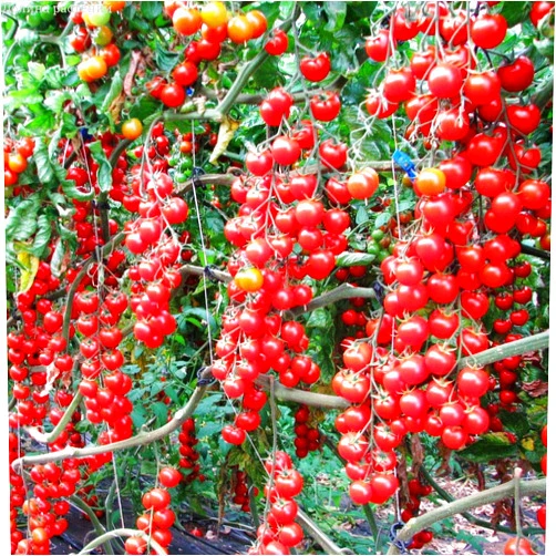 SeedsUA Seeds Tomato Vine Heirloom Vegetable for Planting Non GMO