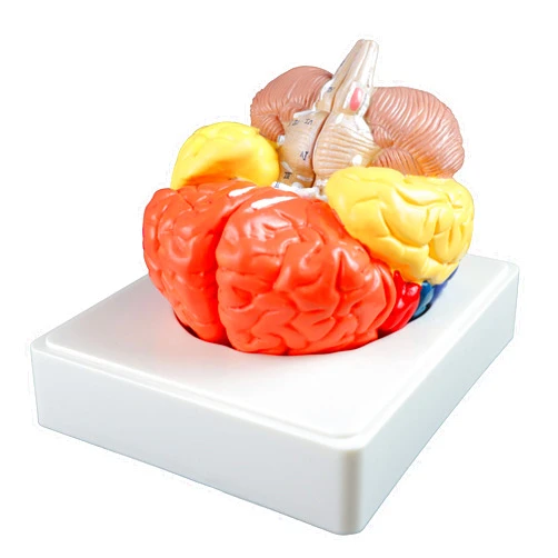 Vision Scientific VAB470 Regional Brain - 3 Parts | Color-Coded Regions | Include Frontal, Parietal Lobes, Occipital Lobe, Temporal Lobe, Motor & Sensory Cortex, Cerebellum, and Brain Stem| W Manual