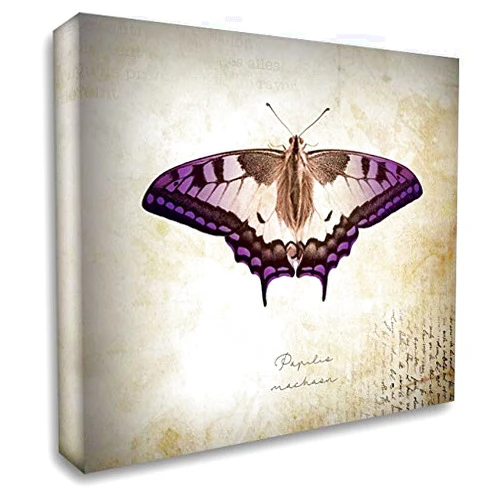 ArtDirect Papilia Nachaar 15x15 Gallery Wrapped Canvas Museum Art by Braun Studio