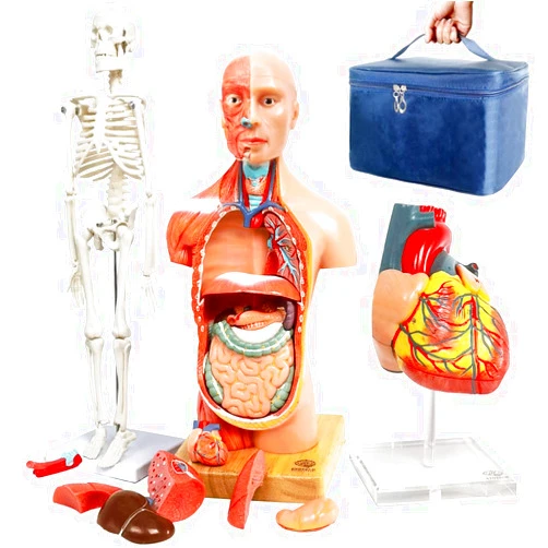 EVOTECH SCIENTIFIC EVOTECH Human Body, Skeleton and Heart Models-Best Anatomy Model Bundle Set of 3 Hands-on 3D Model Study Tools for Medical Student or as Educational Kit for Kids