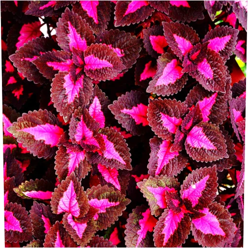 Mountain Valley Seed Company Chocolate Covered Cherry Coleus Seeds - 100 Seeds - Decorative House & Garden Plant Seeds by Mountain Valley Seed Company