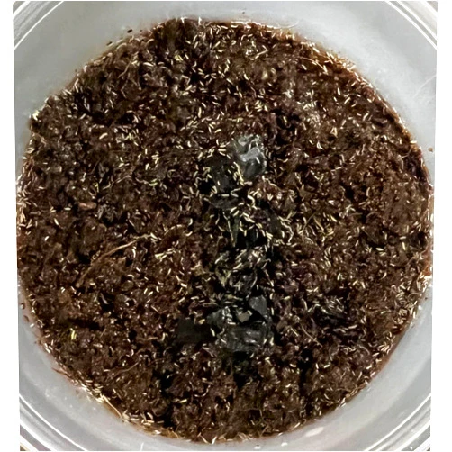 Reptilian Arts Springtail Culture