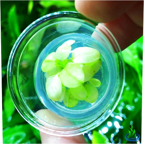 Greenpro Anubias Nana Marble White Pinto Nano Mini Tissue Culture Freshwater Live Aquarium Plants Decoration