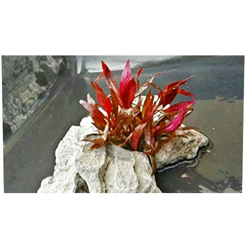 Pearlingplants Alternanthera Reineckii Mini, Fully Red with Roots + Free, See Description, Live Aquarium Plants