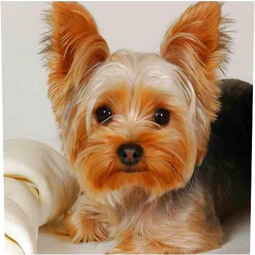 Puraikcmi 5D DIY Diamond Art Painting Yorkie Yorkshire Terrier Dog 16X16 inches Full Round Drill Rhinestone Embroidery for Wall Decoration