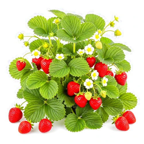 Everbearing Ozark Beauty Strawberry Plants 20 Bare Root Plants - TOP PRODUCER