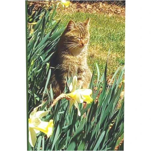 Wesley Zane Cat in the Flowers - Notebook