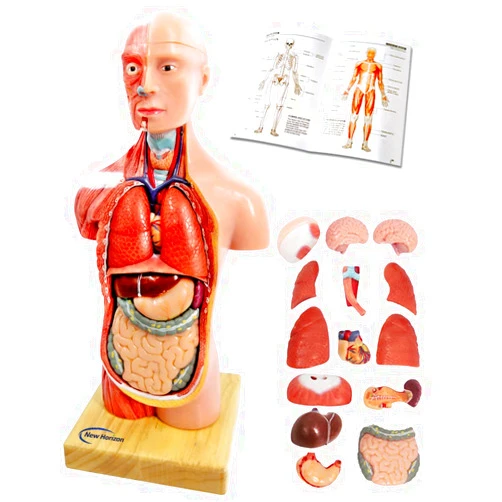 Generies 2025 New Human Body Model for Kids,11 inch 15 Pcs Removable 3D Human Torso Anatomy Model with Heart Brain Skeleton Head Model for Medical Student Learning,Education Display,with Wooden Base,Ages 4+
