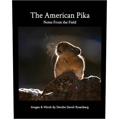 Deirdre Denali Rosenberg The American Pika: notes from the field