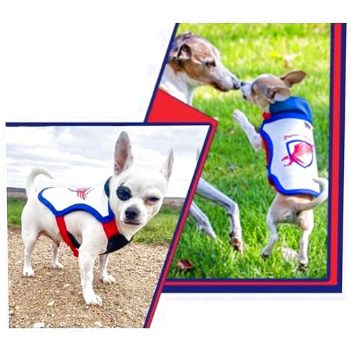 Raptor Shield Puncture Resistant Pet Vest for Small Dogs — Talon-Proof Protection Against Attacks by Coyotes, Hawks, Birds of Prey, Made in The USA, Four Sizes— Large, 12-21 lbs, Chest 17.5 to 23
