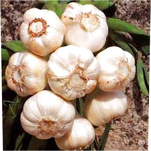 COUNTRY CREEK ACRES GROWING IS IN OUR ROOTS GARLIC BULB (1 Pound), FRESH CALIFORNIA SOFTNECK GARLIC BULB FOR PLANTING, EATING AND GROWING YOUR OWN GARLIC, COUNTRY CREEK BRAND