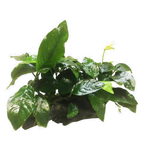 Greenpro (Anubias Nana 10+ Leaf Rooted) Anubias, Java Fern, Moss and More! Freshwater Live Aquarium Plants on Driftwood for Aquatic Tropical Fish Tank Decorations - Easy for Beginner
