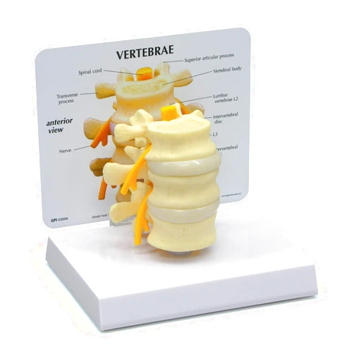 GPI Anatomicals - Basic Vertebrae Model with L2, L3, and L4, Spine Model for Human Anatomy and Physiology Education, Anatomy Model for Doctor's Office and Classrooms, Medical Learning Resources