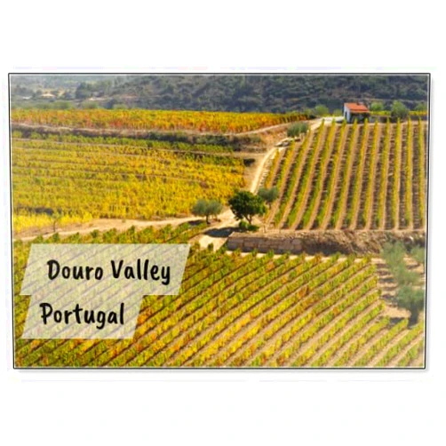 Photomagnet UNESCO World Heritage, The Beautiful Endless Lines of Douro Valley Vineyards, in Vila Nova De Foz Coa, Portugal., Fridge Magnet