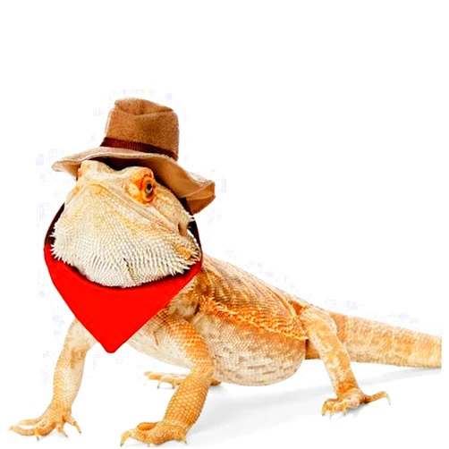 BAMY Bearded Dragon Cowboy Hat and Bandana Set Halloween Lizard Reptile Costume Cool Pet Cap Small Animal Outfit Suit for Cosplay (Cowboy)