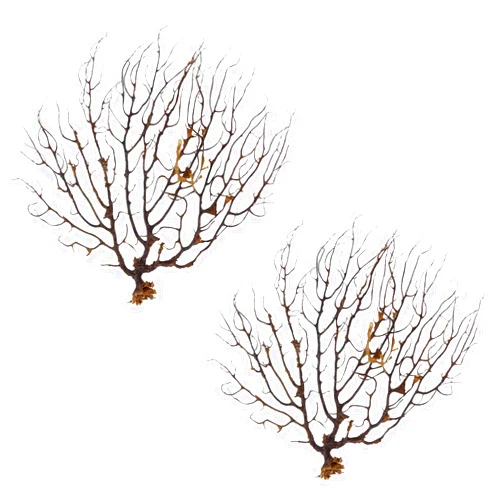 Pinsjar 2 PCS Sea Fan Coral Decorations, Black Aquarium Sea Fan Fish Tank Aquarium Landscape Decoration Sea Coral Plant Ornament
