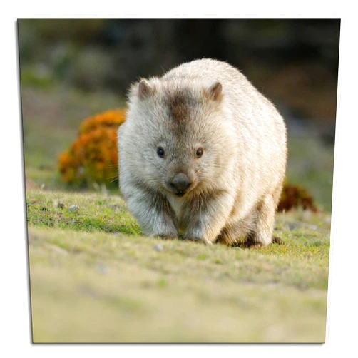Cjppasd Cute Wombat Australia Animal Art Print Poster Picture 5129 Canvas Prints Poster Wall Art For Home Office Decorations Unframed 8