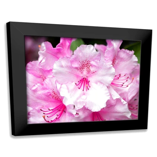 ArtDirect - Hellmann, Stan 18x14 Black Modern Framed Art Print Titled: Rhododendron
