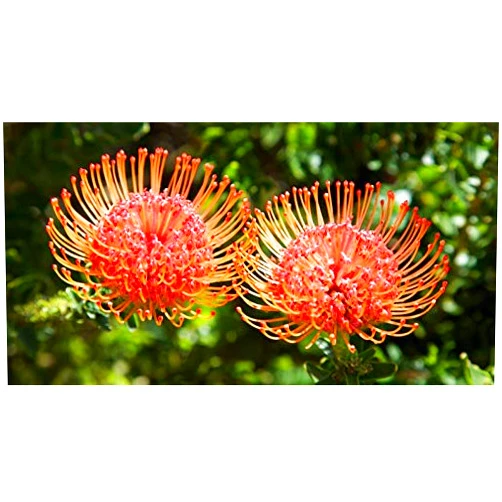 Segawe 1 Leucospermum 'Sunrise' - Pincushion Live Plant