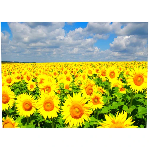 BELECO 5x3ft Fabric Sunflower Field Backdrop for Photography Spring Garden Yellow Flowers Natural Scenery White Cloudy Sky Background Girls Kids Newborn Portrait Photoshoot Photo Booth Props