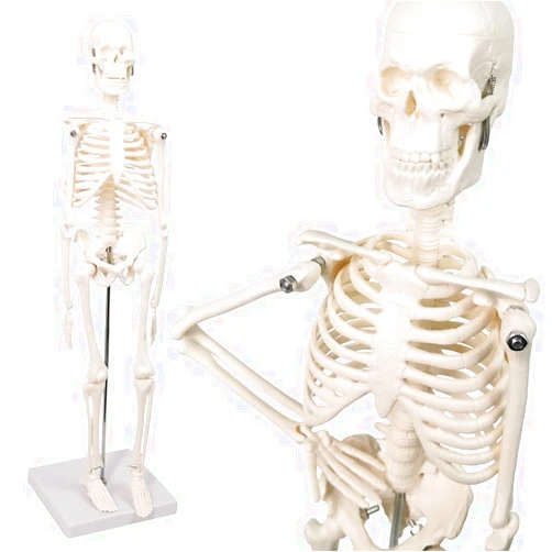 Merinden Mini Human Skeleton Model, 17.72” Petite Human Bones Model with Movable Arms, Legs and Stand, for Student, Kid to Study Small Human Skeletal System Anatomy, Physiology and to Decor Halloween