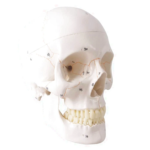 Generies 2021 Newest Design Human Skull Anatomical Model,with Painted Sutures 54 Pcs Labeled Numbered Skull Models for Medical Students,Human Brain Model for Kids Drawing Anatomy