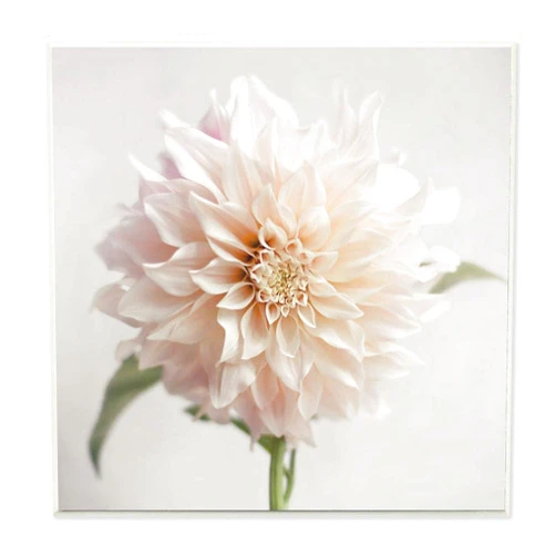 Stupell Industries Floral Close Up Pink Dahlia Details, Designed by Sarah Jane Art, 12x12, Wall Plaque