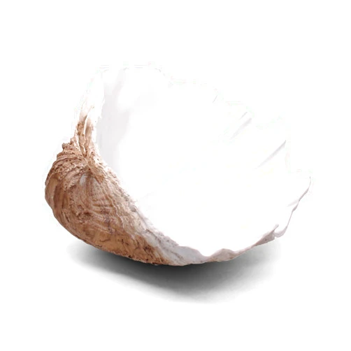 Accessoryway Large EarthTan-White Sea Shells Decorative Bowl Resin Clam Shell Bowl Beach Decorations for Home Coastal Beach Decor Decoration Storage Bowls & Home Office Nautical Themed Party Decor -10.2