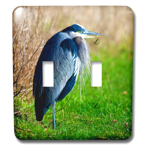 3dRose 3D Rose lsp_226888_2 A Blue Heron Rests on The foreshore of The Ocean in B.C. Double Toggle Switch