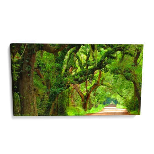 Canvas Lab Canvas Wall Art Decor Canopy Road Panorama V by the Artist James McLoughlin – Size: 32 x 16 in - Art subject: Nature,Photography