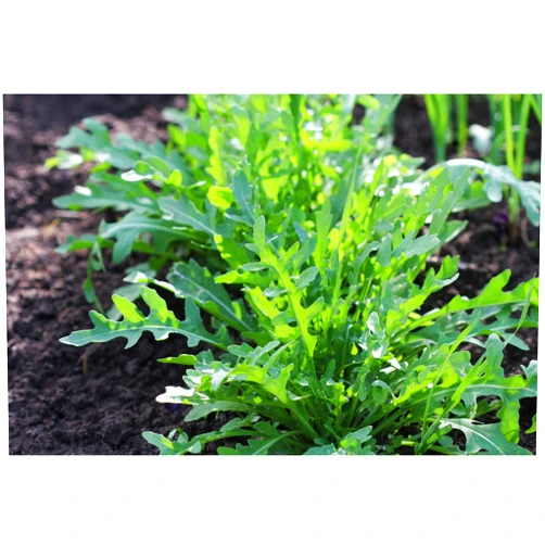 COOL BEANS N SPROUTS Arugula, Rocket, Roquette Lettuce Seeds 50 Count, COOL BEANS N SPROUTS Brand. Home Gardening.