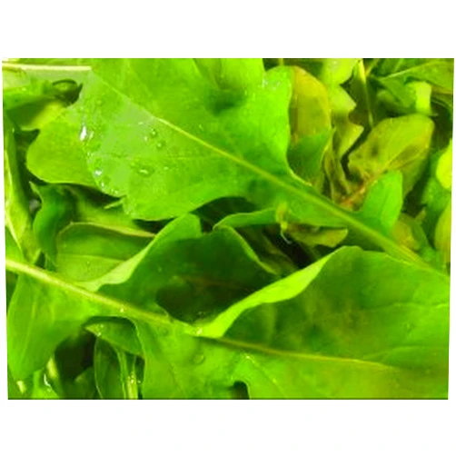Ohio Heirloom Seeds Ohio Heirloom Arugula Seeds for Planting – Lettuce Seeds for Planting Outdoor or Indoor, Tender, Rounded, & Premium Roquette Variety for Your Home Garden, Non-GMO, 85% Germination, 1000 + Seeds