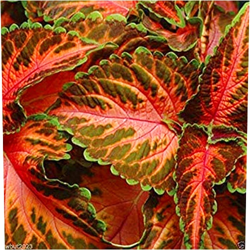Unknown Coleus Wizard,Coral Sunrise - Very Showy,Easy to Grow, Shade Loving Plant !(30 Seeds)
