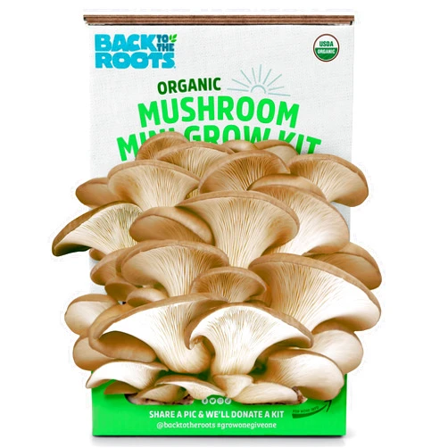 Back to the Roots Organic Mini Mushroom Grow Kit, Harvest Gourmet Oyster Mushrooms In 10 days, Top Gardening Gift, Holiday Gift, & Unique Gift