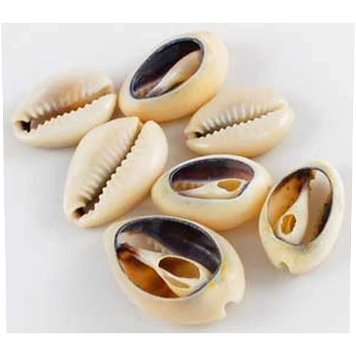 Metapot.com Cowrie Shells Cut (1 LB)