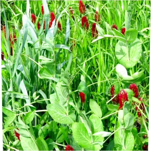 Outsidepride Gardenway Cover Crop Seeds - 5 lbs Nutrient-Rich Seed Mix for Soil Health Improvement & Home Gardens - Mixture of Triticale, Peas, Oats, Vetch, Annual Ryegrass, Crimson Clover
