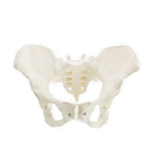 Mondo Medical MonMed Life Size Female Pelvis Model, Hip Model – Female Anatomy Model, Hip Bone Pelvic Model Female Anatomical Model