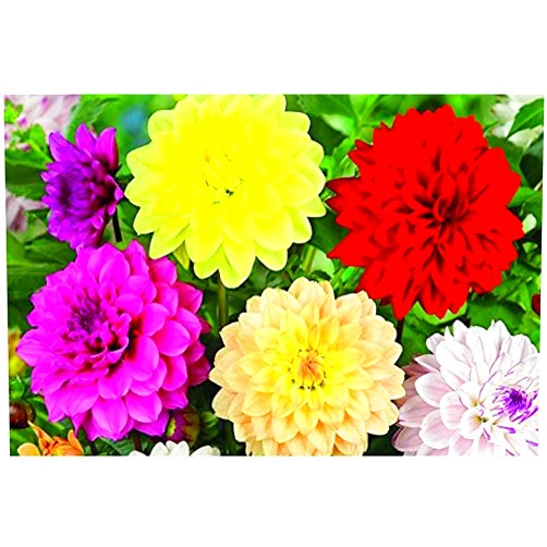 Nianyan Dahlia Bulbs for Planting, Large, Dinnerplate, Dutch, Mix Decorative, Collection, Bulk, Dinner plate, tuber, flower, white (set of 5)