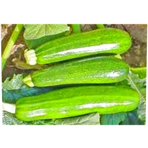 ZUCCHINI SQUASH At The Neighborhood Corner ZUCCHINI SQUASH GREEN FRESH PRODUCE FRUIT VEGETABLES PER POUND