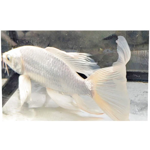 Quinn's Fins Platinum Butterfly Koi 3